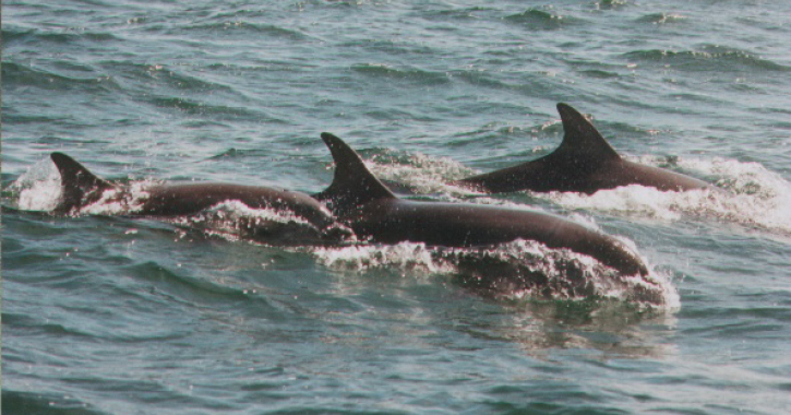 group of dolphins 